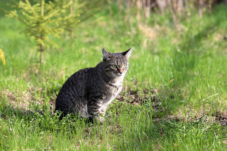 猫科动物 夏天 眼睛 说谎 自然 可爱极了 宠物 斑猫 颜色