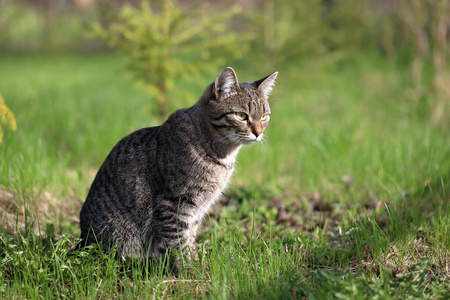 夏天 肖像 毛皮 眼睛 漂亮的 斑猫 可爱极了 有趣的 面对