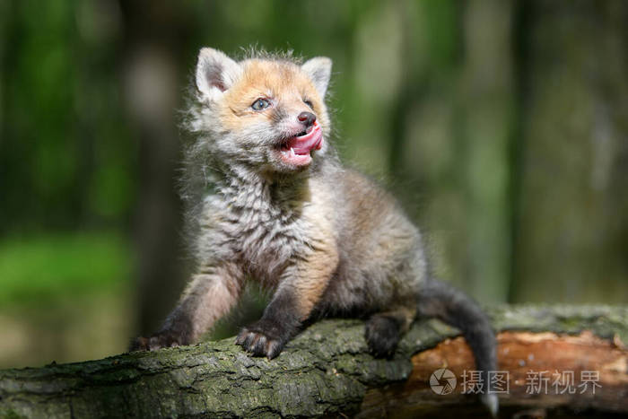 食肉动物 野生动物 外阴 春天 森林 捕食者 分支 狐狸