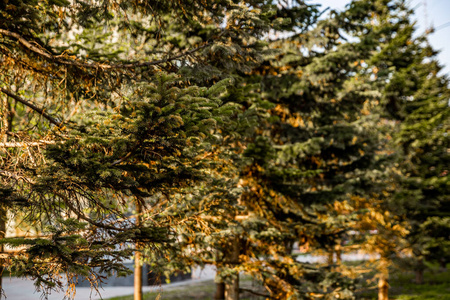 木材 分支 植物学 森林 风景 美丽的 环境 树叶 季节