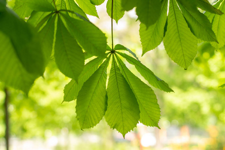 阳光 环境 树叶 植物 公园 春天 季节 颜色 美丽的 森林