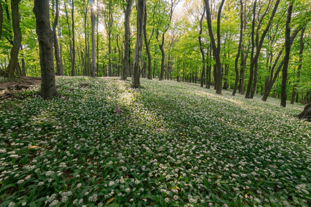 公园 斯洛伐克 颜色 荒野 太阳 森林 植物 季节 风景