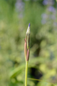 植物学 春天 植物 自然 花园