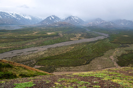 旅行 德纳利 风景 野花 阿拉斯加 云景 天空