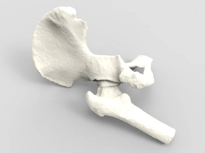 男人 髂骨 致使 科学 提供 人类 解剖学 健康 骨头 三维