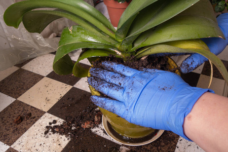 在家里移植室内植物。戴蓝色乳胶手套的女人在家工作。