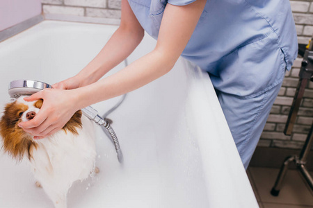 专业美容师在浴缸里给狗洗澡