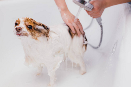 可爱的狗洗澡