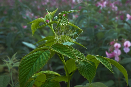 野生动物 森林 动物 蜘蛛网 绿色植物 网状物 液滴 园艺