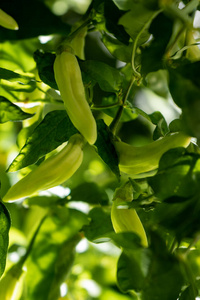 颜色 蔬菜 维生素 特写镜头 素食主义者 植物 食物 物体