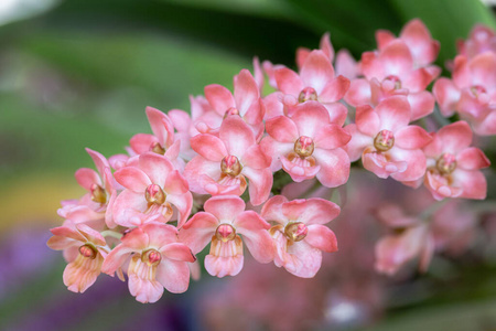 盛开 花瓣 花的 春天 花束 五颜六色 浪漫的 夏天 兰科