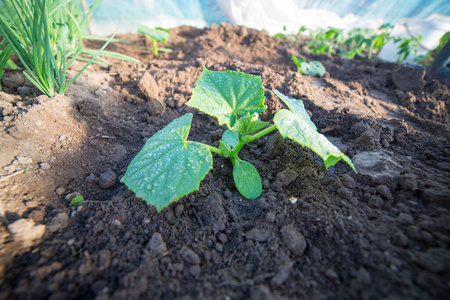 园艺 幼苗 蔬菜 农学 发芽 食物 季节 地面 自然 黄瓜