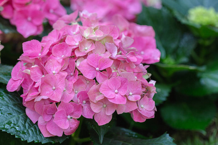 浪漫的 森林 分支 樱桃 木材 夏天 植物区系 花园 盛开