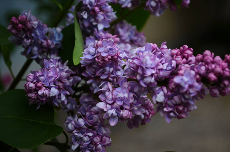 灌木 盛开 紫罗兰 美丽的 花的 开花 浪漫 自然 美女