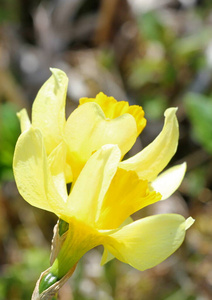 美丽的 春天 特写镜头 植物区系 夏天 自然 开花 花园