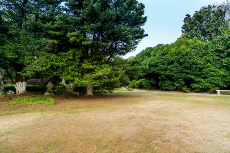 生长 草坪 林间空地 乡村 树叶 风景 植物 夏天 春天