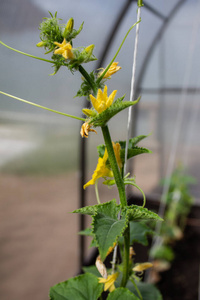 蔬菜 生长 收获 黄瓜 植物 昆虫 特写镜头 温室 花园