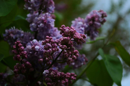 盛开 灌木 开花 花的 紫色 天空 粉红色 植物区系 浪漫