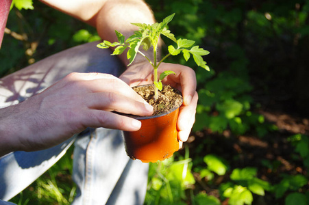 土壤 春天 番茄 植物 手套 生长 种植 环境 男人 照顾