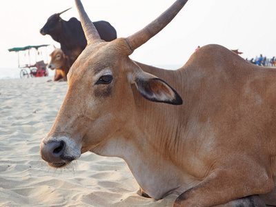 旅行 自然 放松 太阳 野生动物 公牛 动物 喇叭 海岸