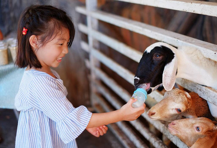 瓶子 宠物 农业 吮吸 动物 乐趣 宝贝 漂亮的 栅栏 可爱的