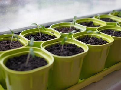 在窗台上的花盆里发芽的番茄种子上的很小的芽.浅景深照片