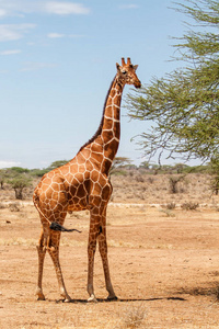 野生动物 肯尼亚 非洲 自然 储备 茶花 高的 长颈鹿 哺乳动物