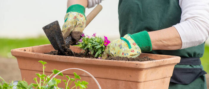 植物 园丁 活动 种植 美丽的 闲暇 春天 爱好 手套 花园
