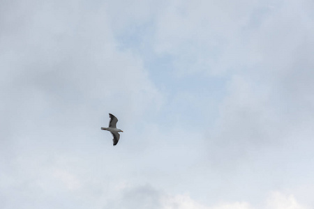 夏天 自由的 天气 岛屿 航班 翅膀 自由 挪威 动物 旅行