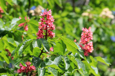 板栗 公园 粉红色 花的 植物 开花 季节 春天 分支 花园