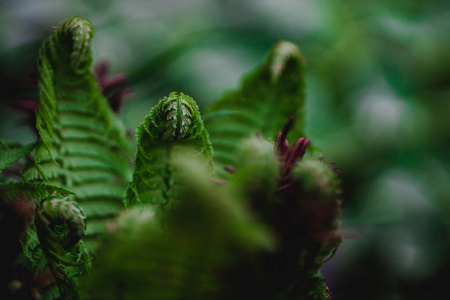 生态学 叶绿素 环境 植物区系 树叶 绿色植物 美丽的 森林