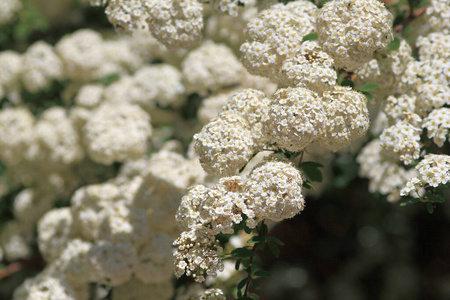 花瓣 植物区系 植物学 自然 螺旋体 夏天 特写镜头 园艺