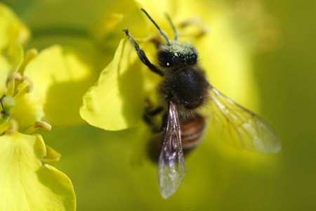 植物区系 大黄蜂 颜色 花粉 翅膀 雄蕊 缺陷 毛茸茸的