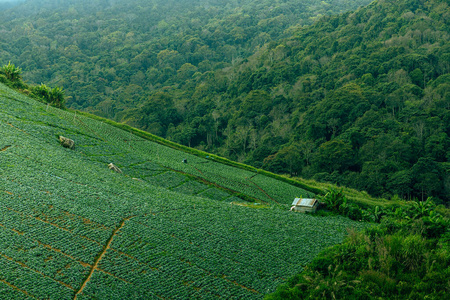 公园 场景 薄雾 旅游业 范围 高的 阳光 山谷 森林 乡村