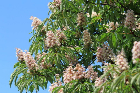 板栗 特写镜头 植物 春天 粉红色 季节 花瓣 夏天 盛开