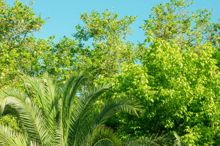 公园 花园 植物 美丽的 阳光 夏天 森林 春天 颜色 环境