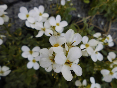 春天 盛开 分支 特写镜头 季节 夏天 花园 植物 自然