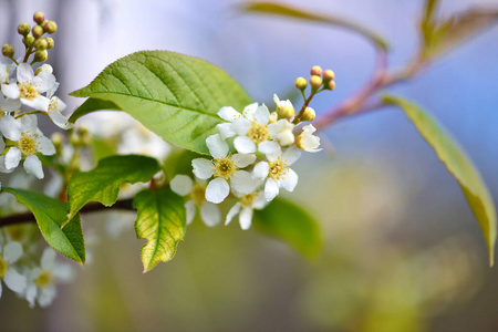 李子 植物区系 花序 美女 美丽的 花瓣 细枝 阳光 植物学