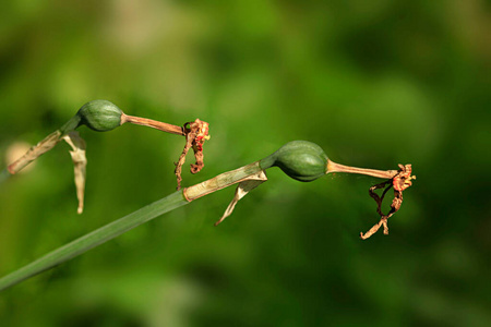 植物 植物区系 领域 花园 自然