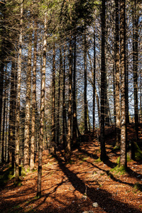 森林 自然 环境 早晨 风景 斜坡 木材 松木 公园 秋天