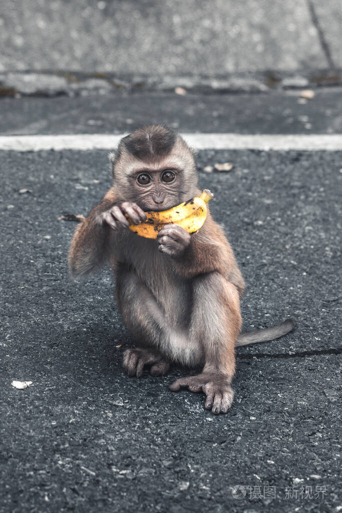 小猴子拿着香蕉坐在路上
