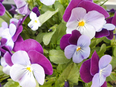 盛开 花瓣 自然 季节 颜色 植物 美女 开花 美丽的 植物区系
