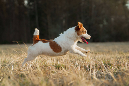 狗在田里跑.自然界中活跃的宠物.杰克·拉塞尔小猎犬照片