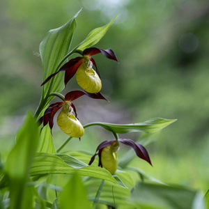 颜色 兰花 植物区系 开花 环境 季节 森林 春天 美女
