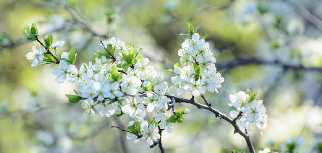夏天 植物 美丽的 自然 植物区系 梅子 花的 花园 苹果