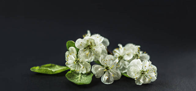 植物区系 开花 樱花 颜色 花粉 美女 植物 花的 细枝