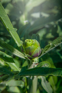 森林 草本植物 生长 食物 颜色 花园 春天 园艺 开花