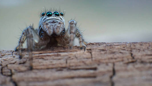 可爱可爱的大眼睛蜘蛛图片
