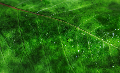 纹理 自然 露水 植物 特写镜头 早晨 季节 阳光 美丽的