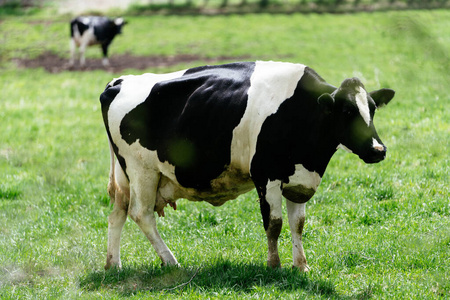 牧场 奶牛 日本 哺乳动物 动物 农事 草地 夏天 领域
